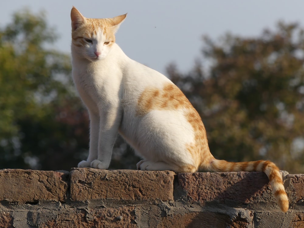 white and orange cat on brown concrete wall during daytime