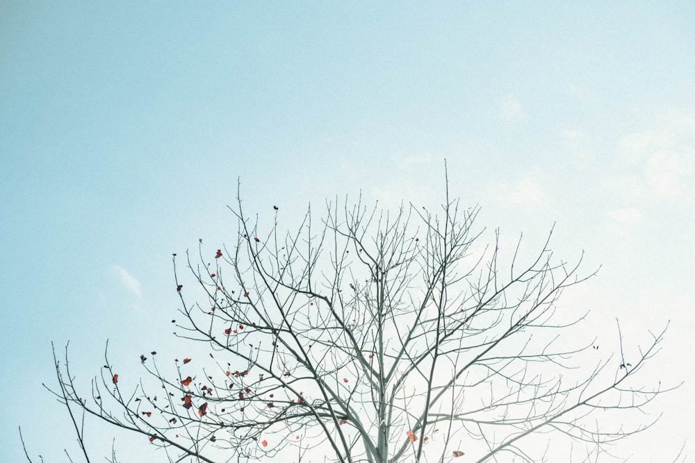 árbol sin hojas bajo el cielo azul