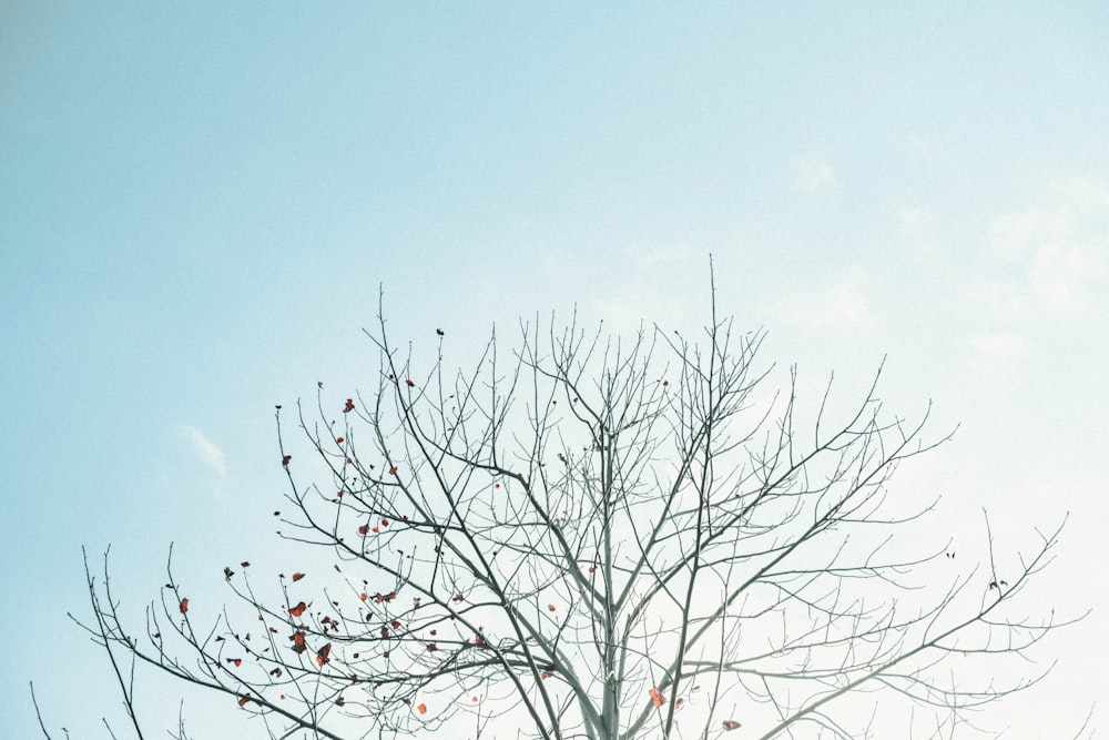 leafless tree under blue sky