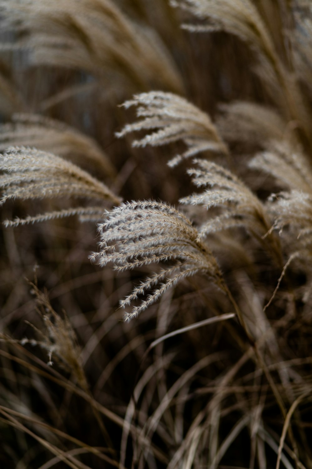 white and brown wheat field