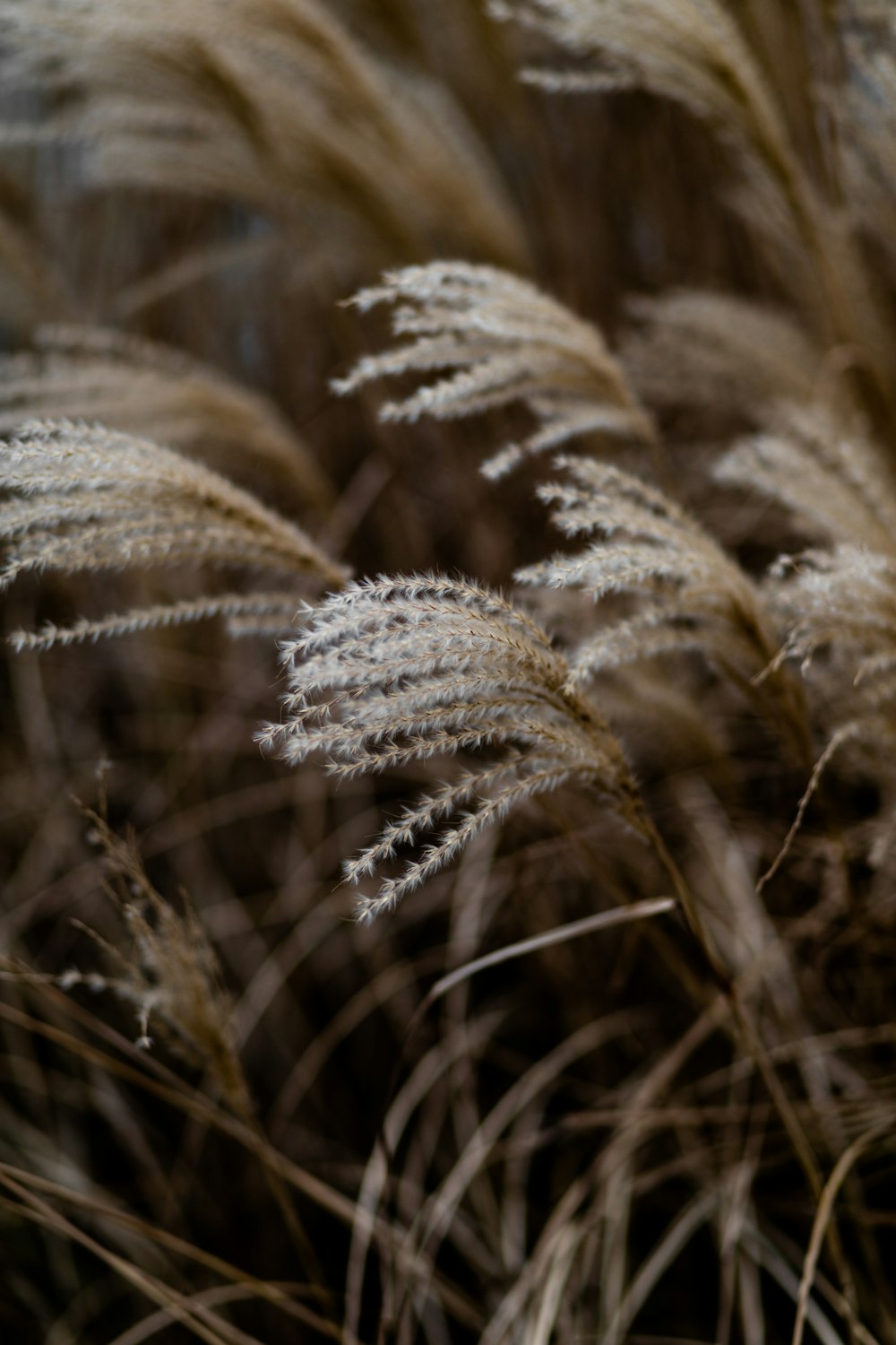 campo de trigo branco e marrom