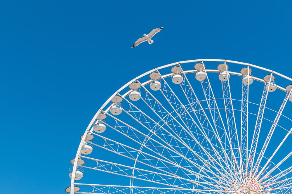 black bird flying over white ferris wheel under blue sky during daytime