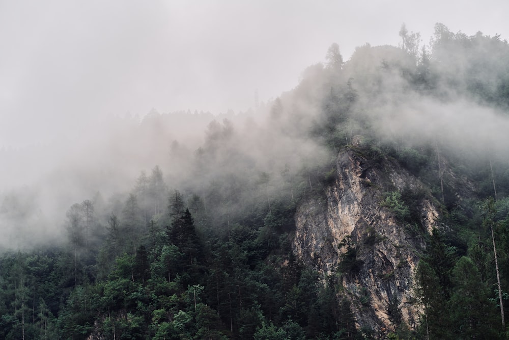 green trees on mountain during foggy day