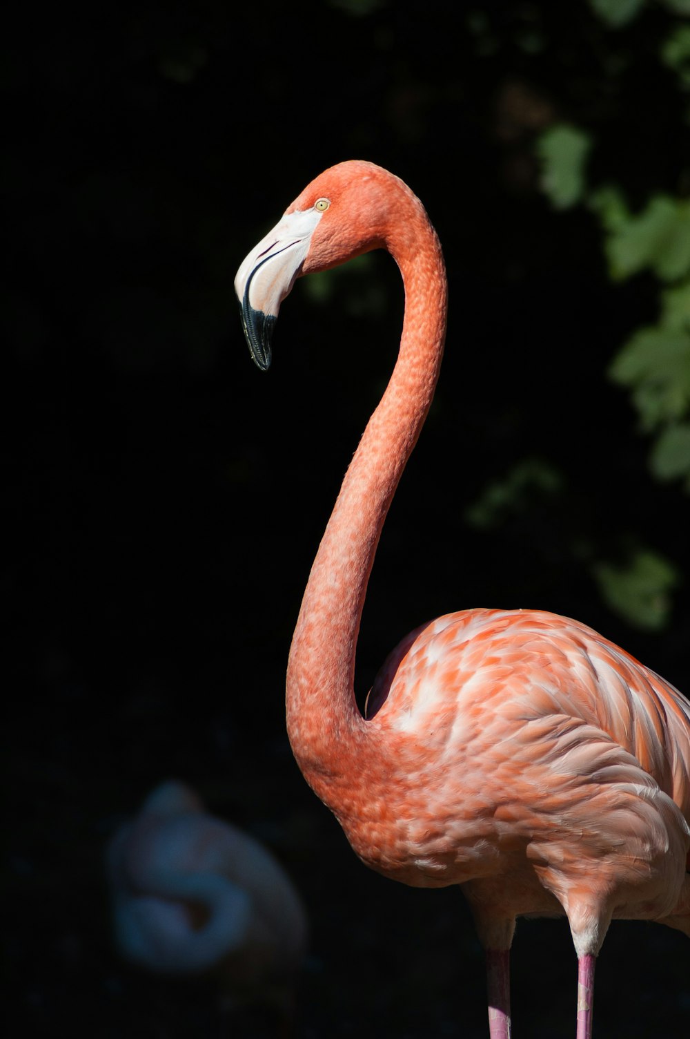 flamant rose en gros plan