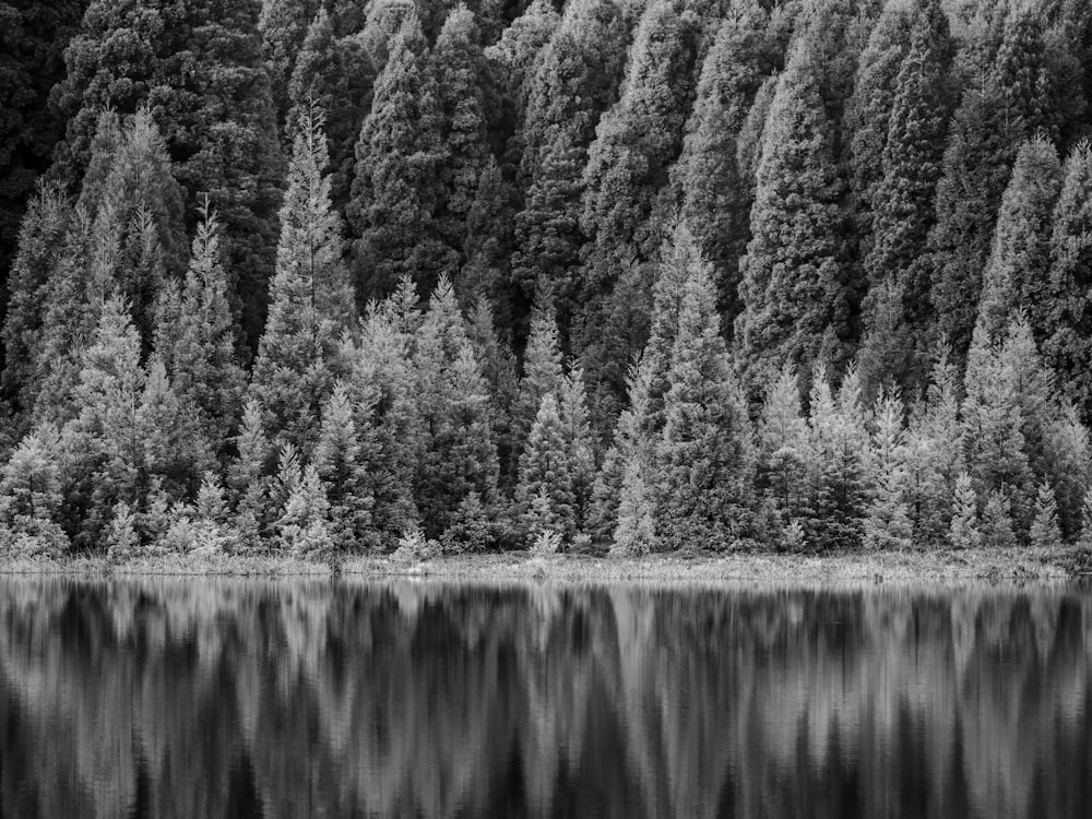 grayscale photo of trees near body of water