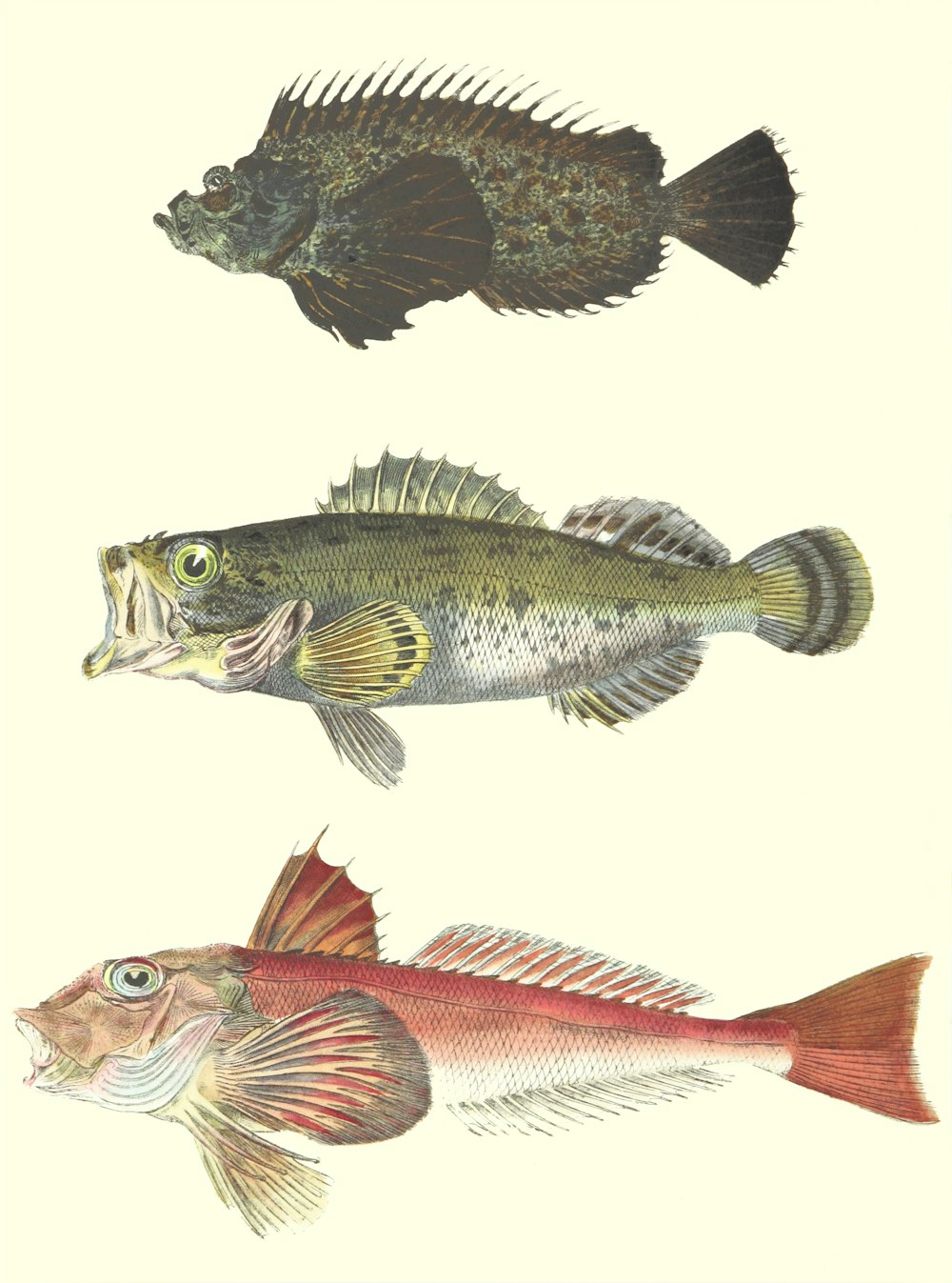 three different types of fish on a white background
