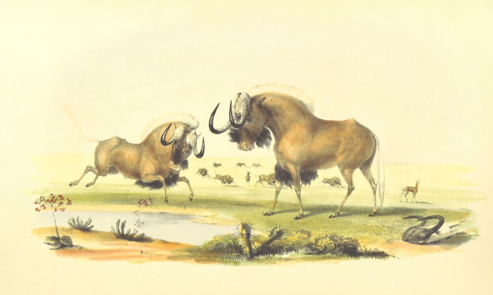 a painting of two horned animals in a field