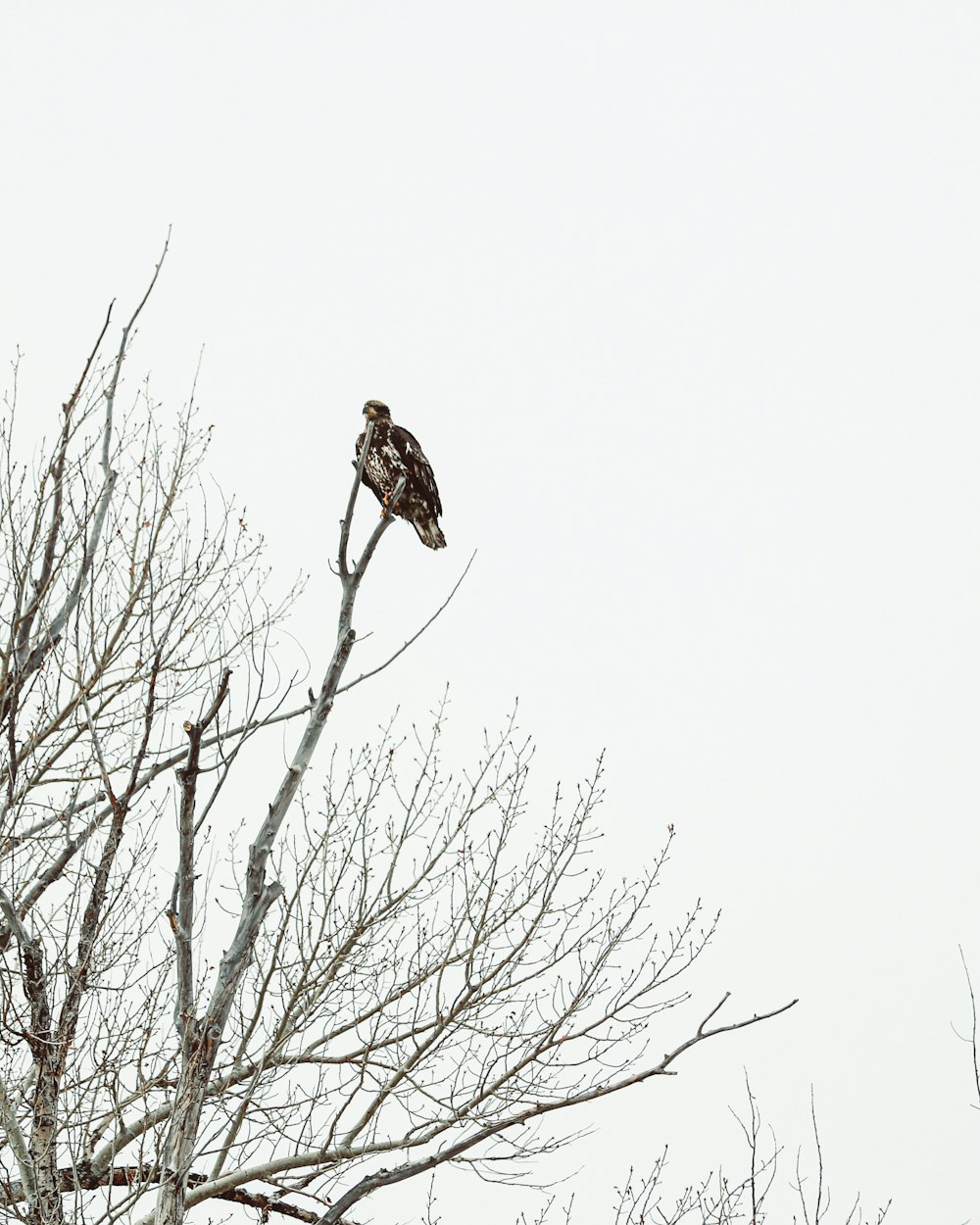 Brauner und weißer Vogel auf kahlem Baum während des Tages