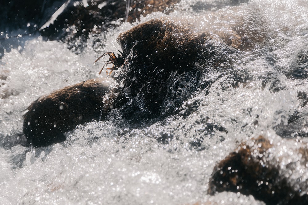 person in water waves during daytime