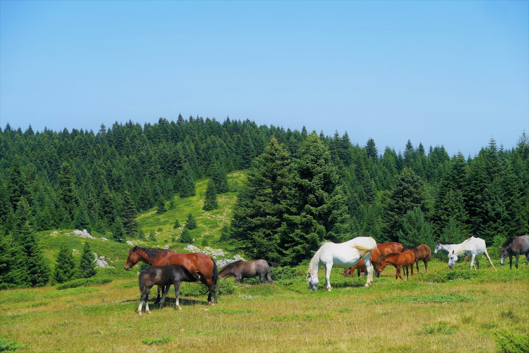 herd of horses on green grass field during daytime