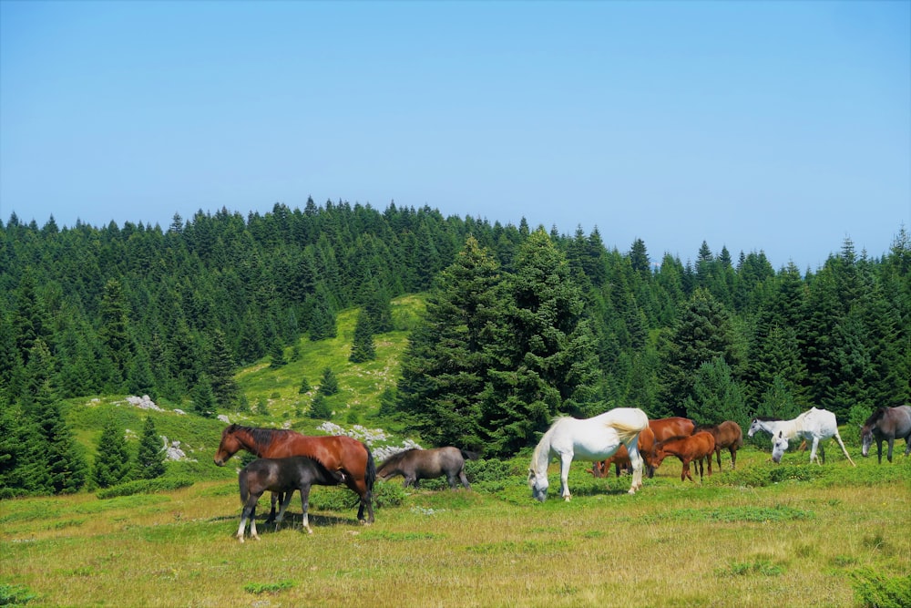 herd of horses on green grass field during daytime