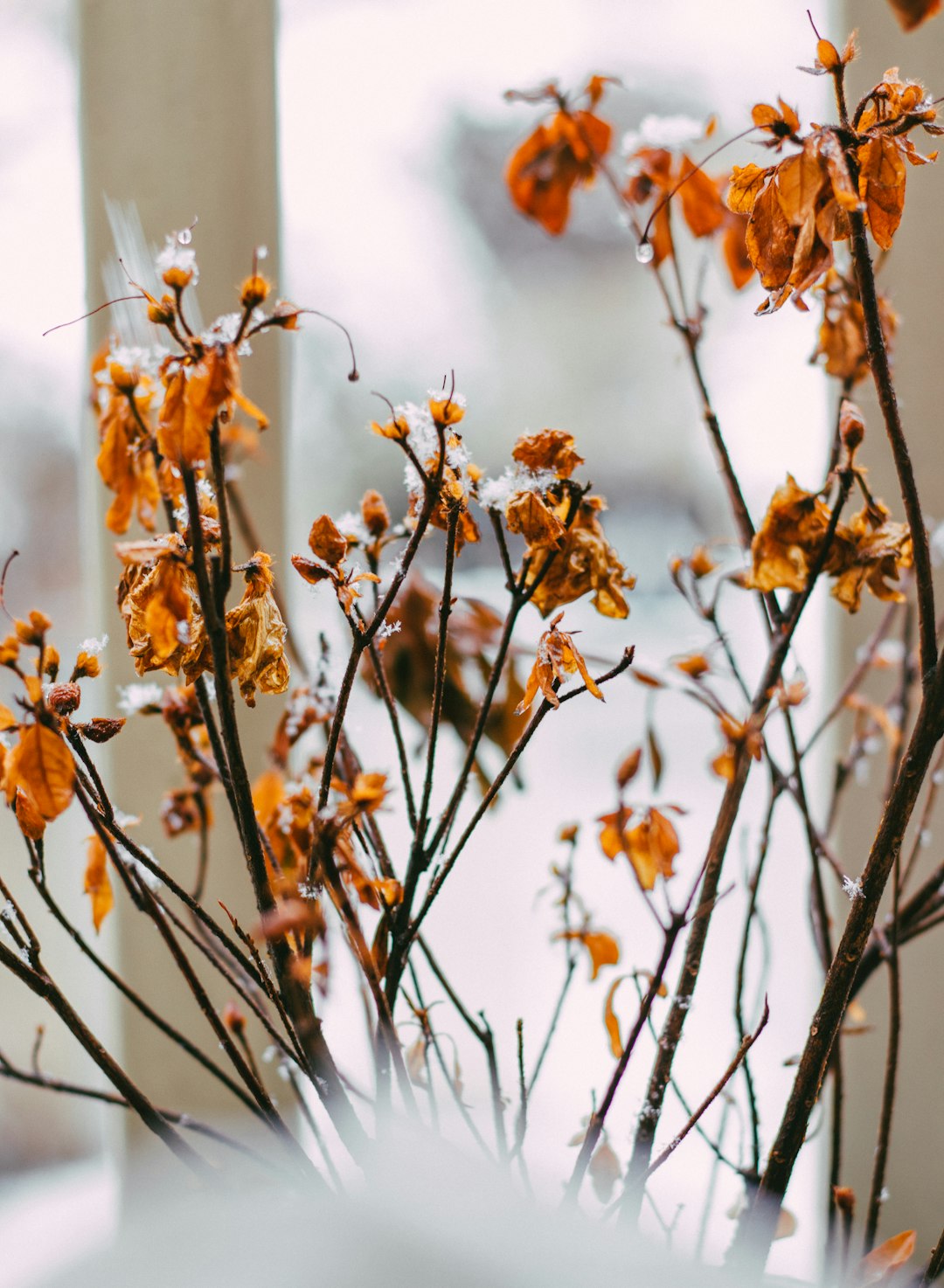 brown leaves on brown tree branch