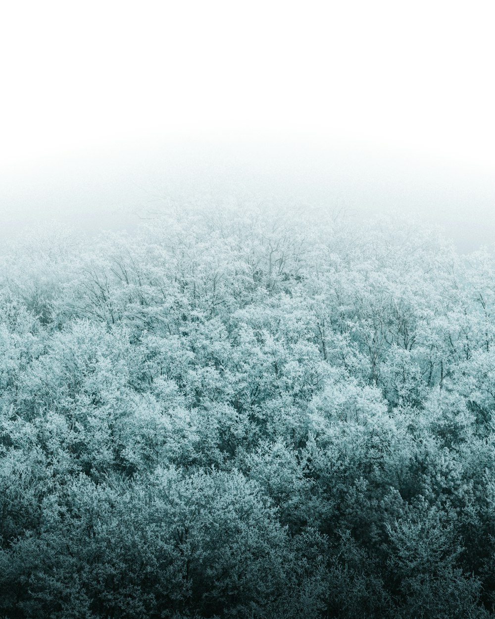 a forest filled with lots of trees covered in snow