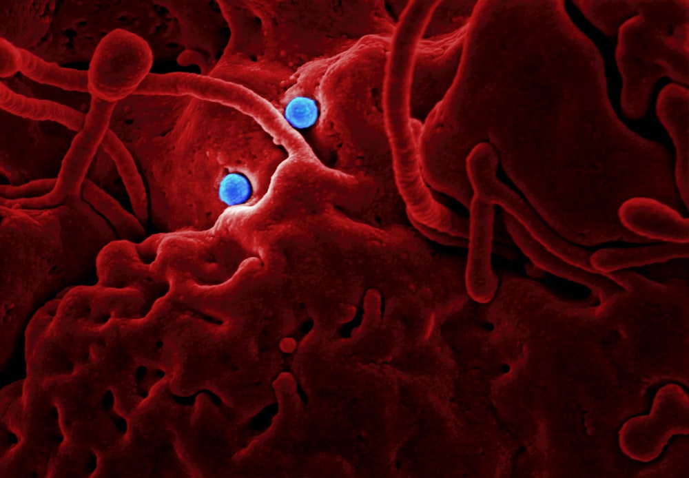 um close up de uma substância vermelha e azul