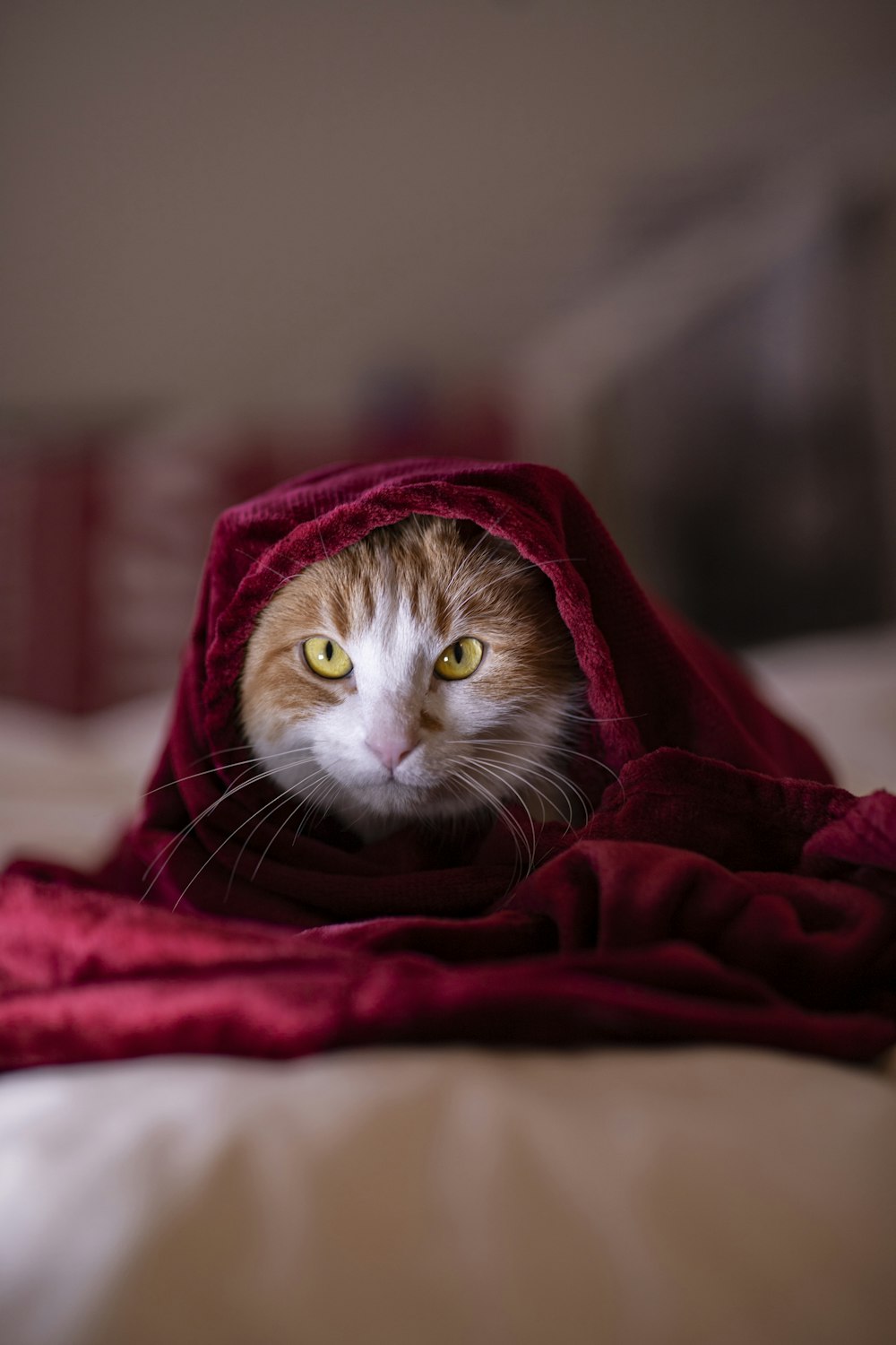 orange and white tabby cat on red textile