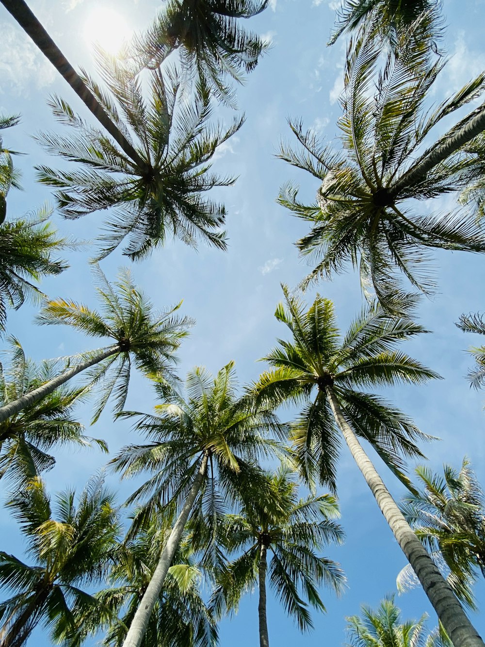 Photographie en contre-plongée de palmiers sous le ciel bleu pendant la journée