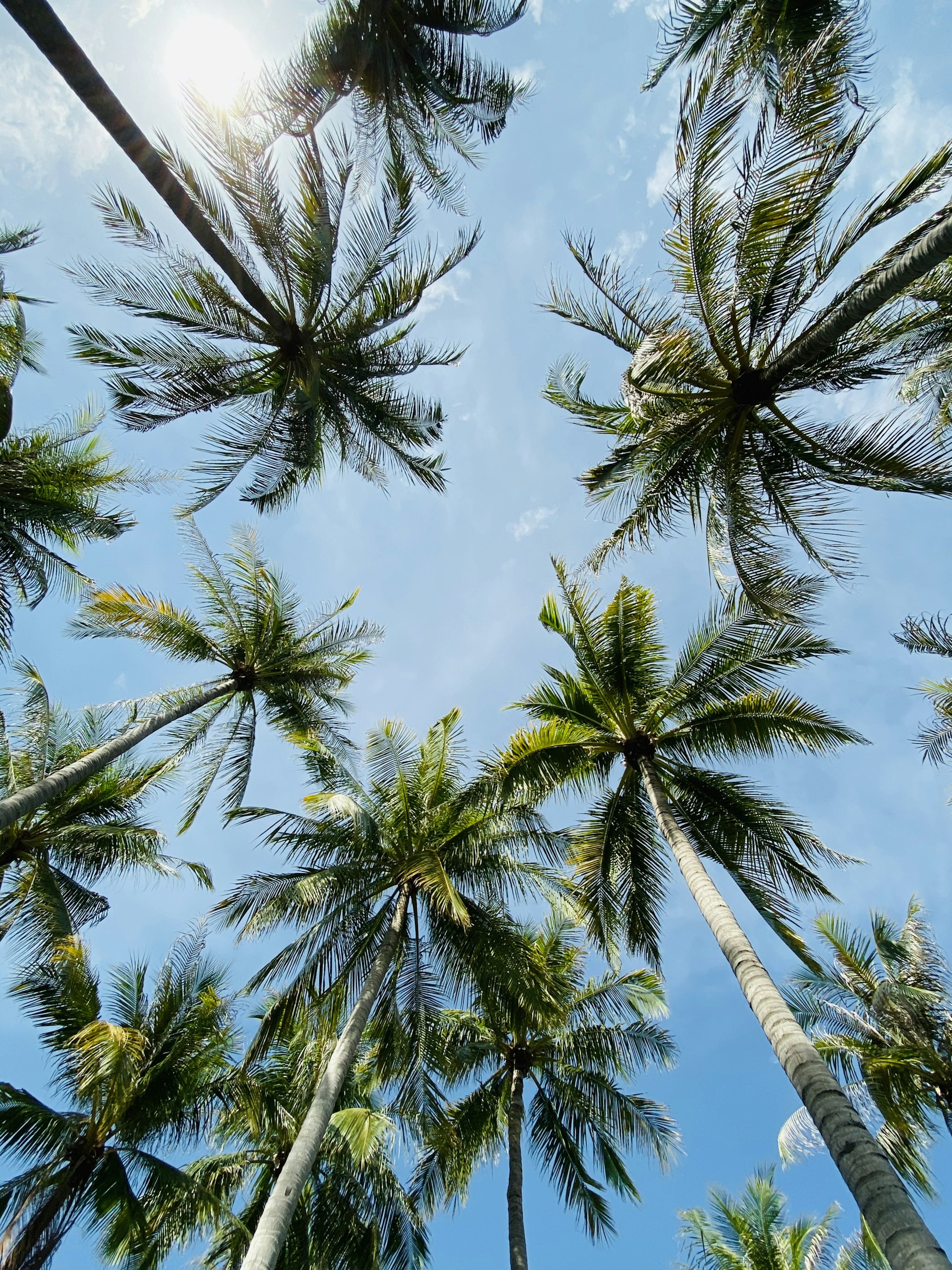 low angle photography of palm trees under blue sky during daytime