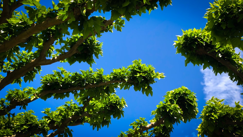 green tree under blue sky during daytime