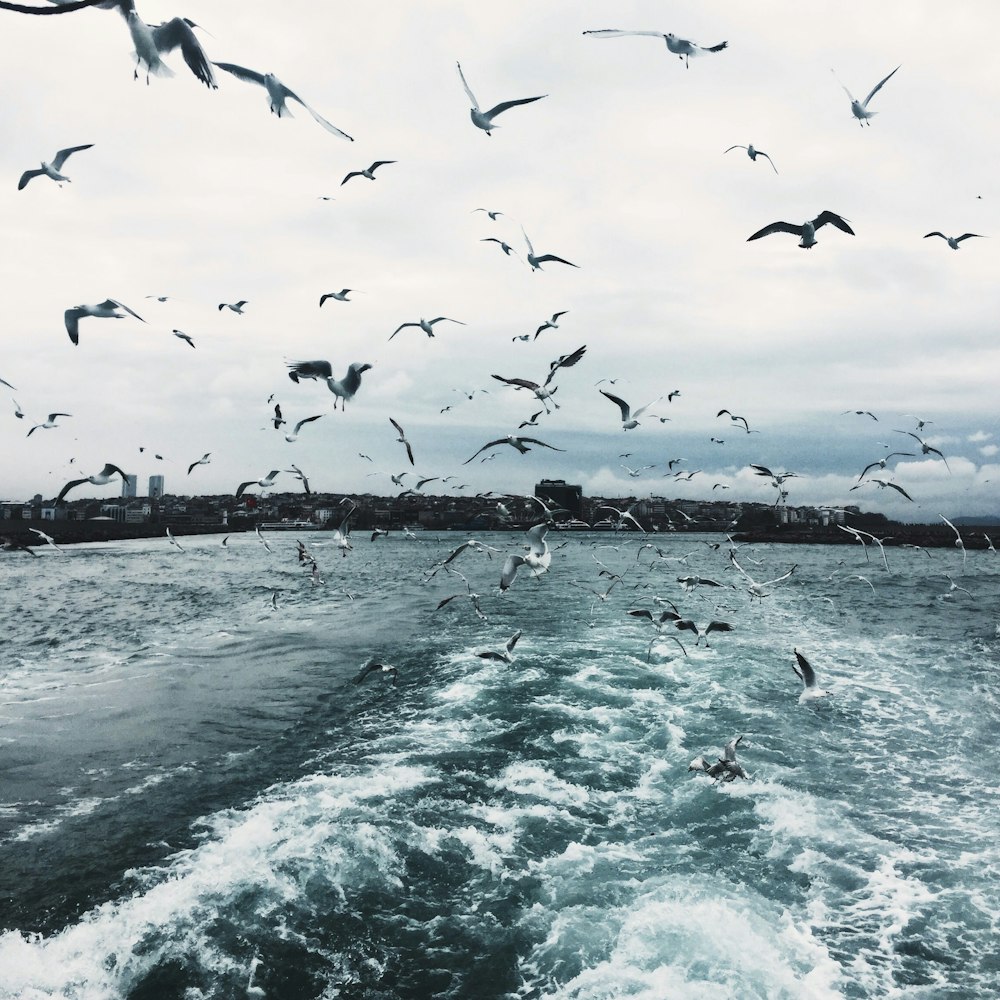 birds flying over sea during daytime