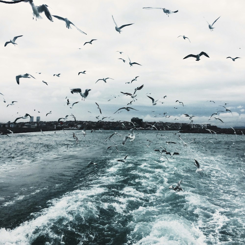 oiseaux volant au-dessus de la mer pendant la journée