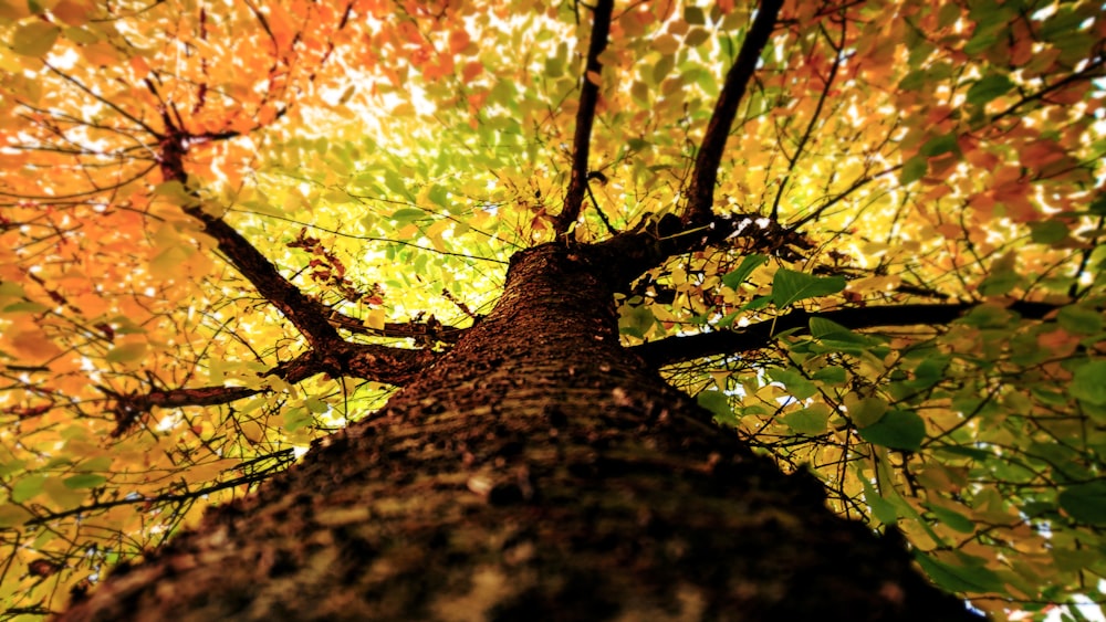 green leaves on brown tree trunk