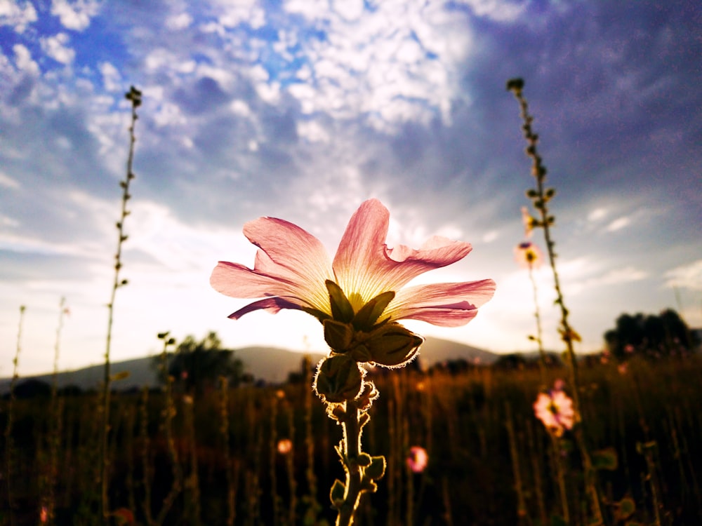 a pink flower in a field with a blue sky in the background