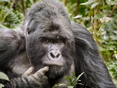 black gorilla on green grass during daytime congo zoom background