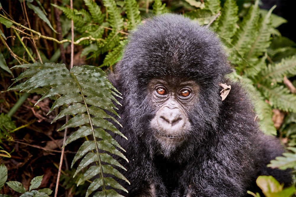 black gorilla on green grass during daytime