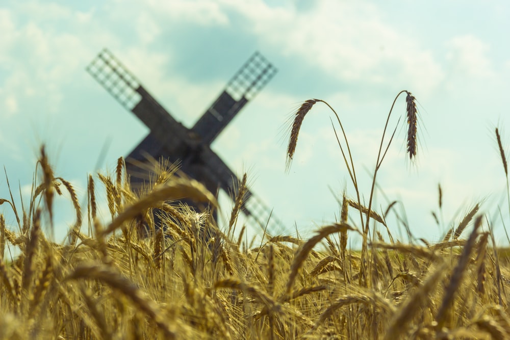 brown wheat field near black and white building during daytime