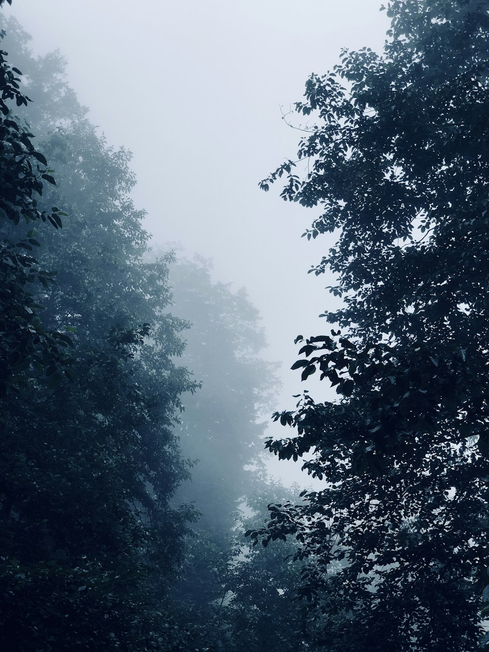 green trees under white sky during daytime