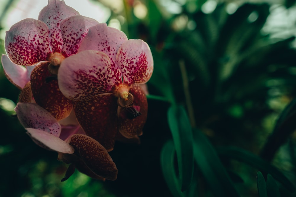 pink and white flower in tilt shift lens