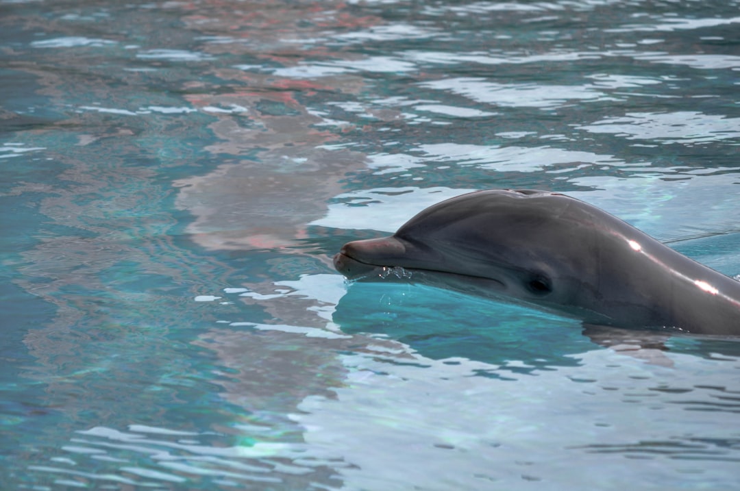 dolphin in water during daytime