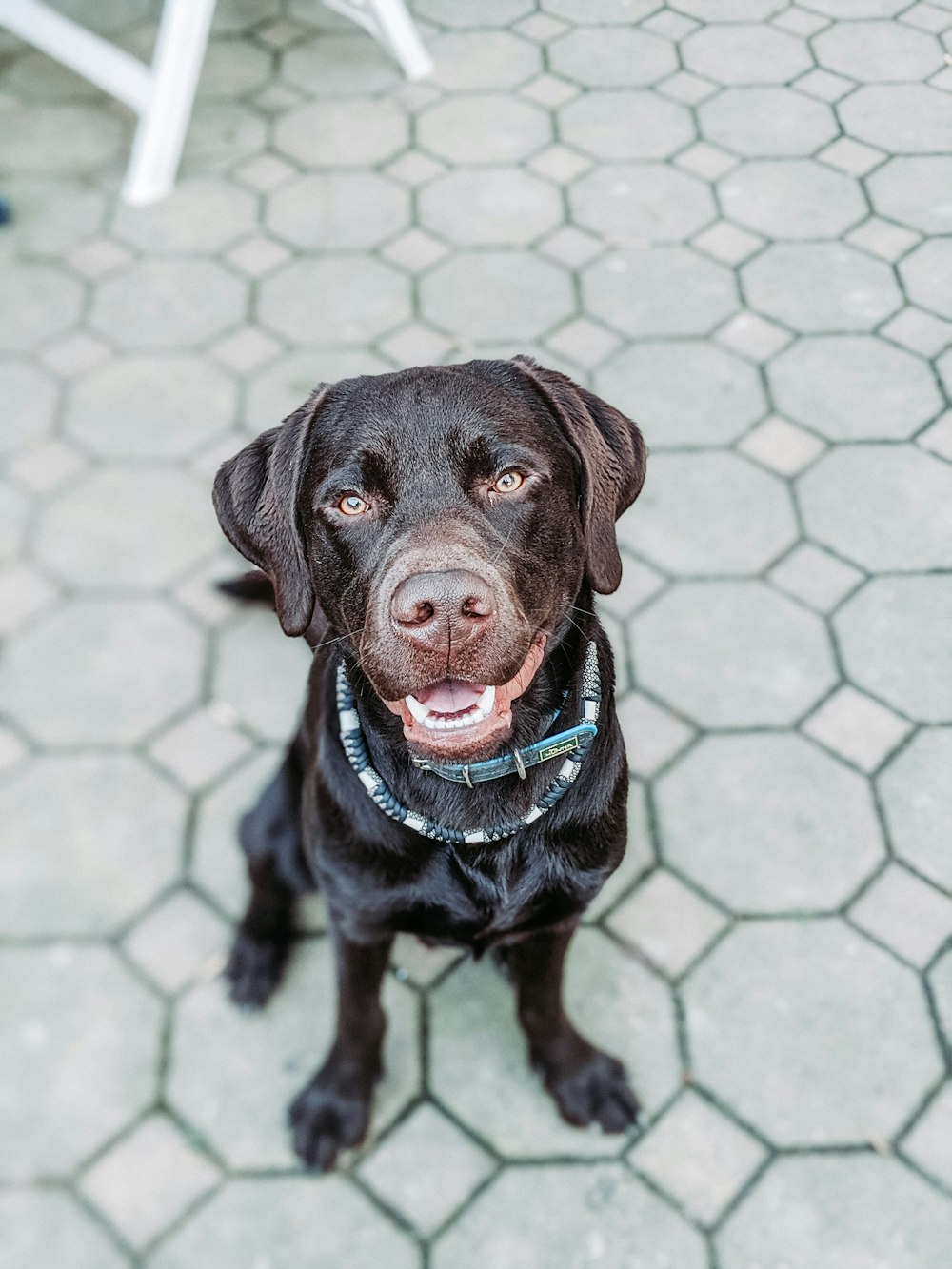 black labrador retriever sitting on floor