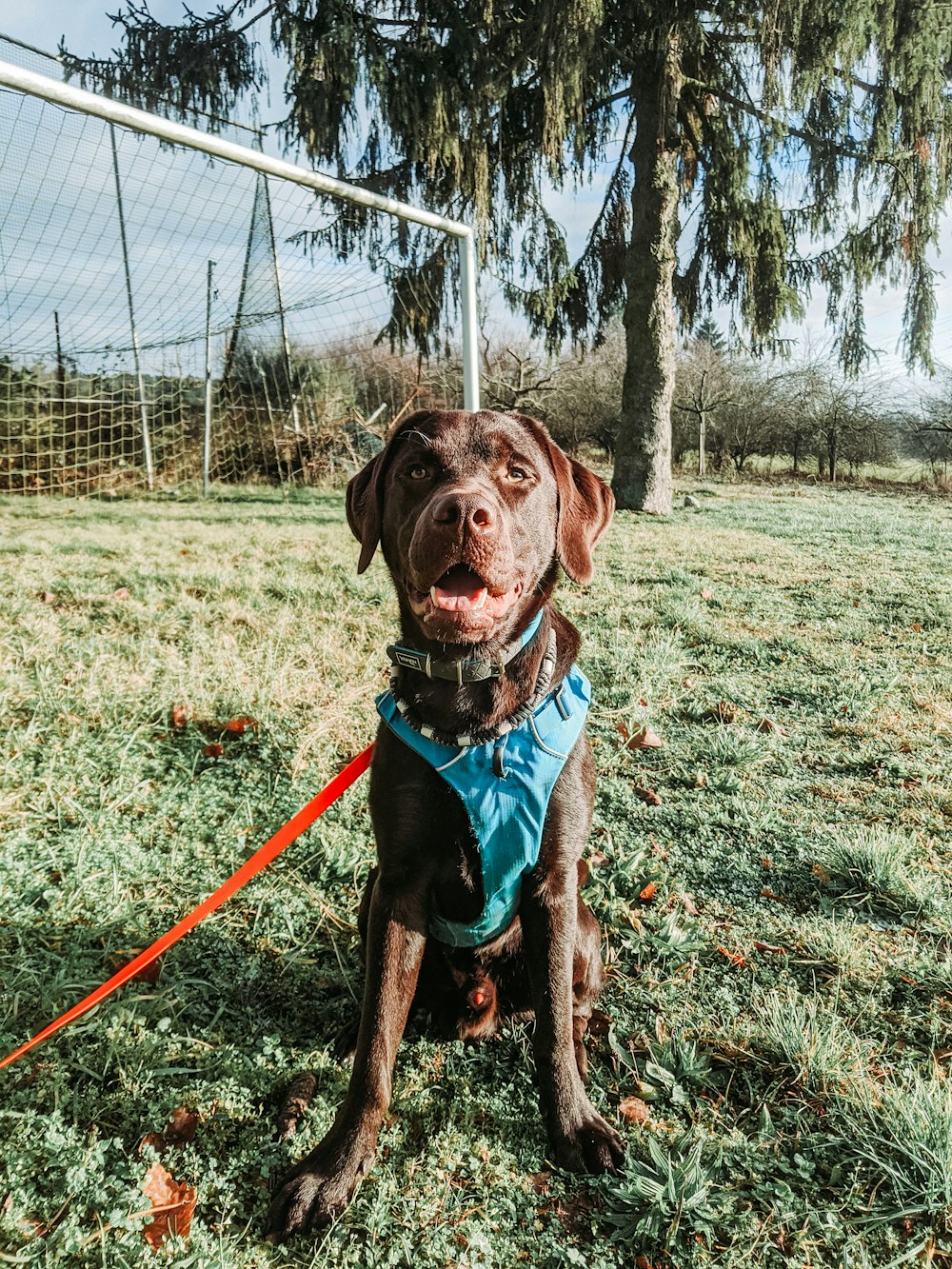 cão marrom de pelagem curta sentado no campo de grama verde durante o dia