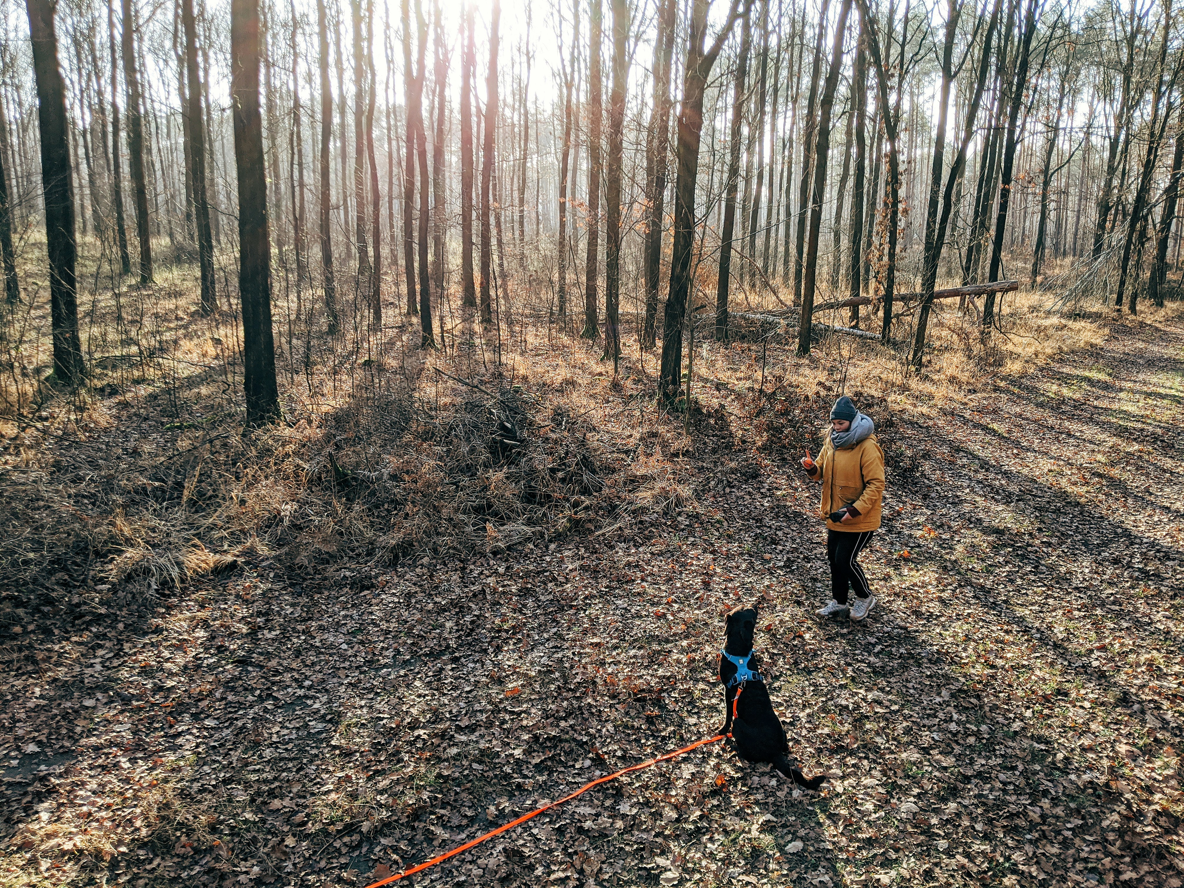 Labrador and it´s owner in the forest going for a walk.