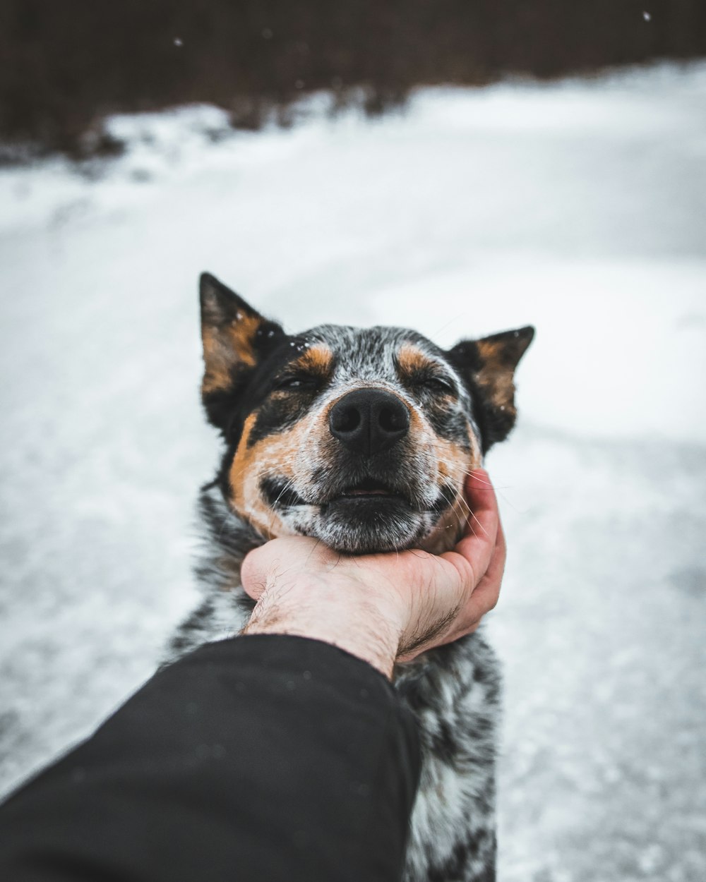 Un cane è tenuto da una persona nella neve