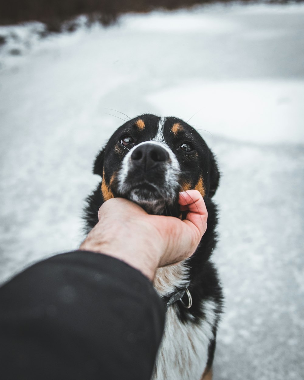 person holding black white and brown short coated dog