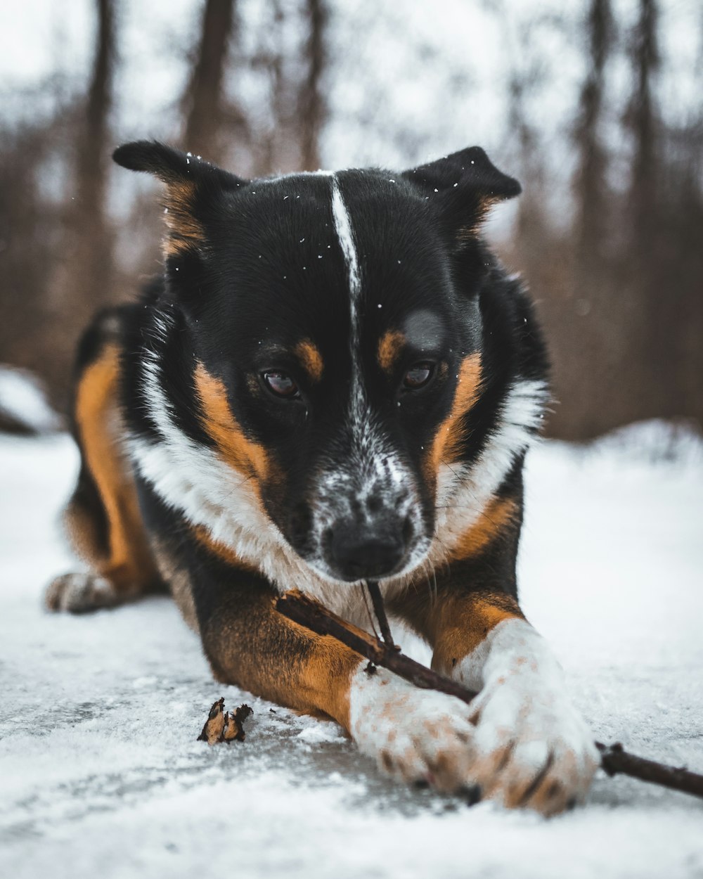 black white and brown short coated dog on snow covered ground during daytime