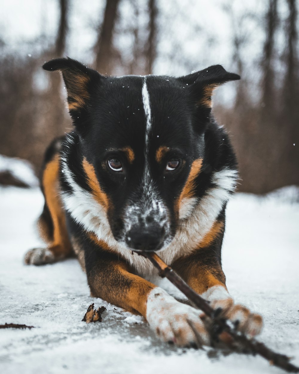 a dog laying in the snow with a stick in its mouth