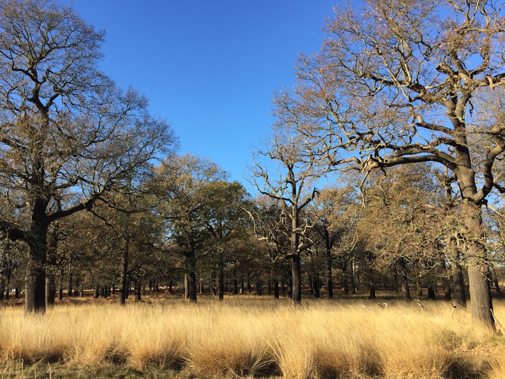 leafless trees on brown grass field during daytime