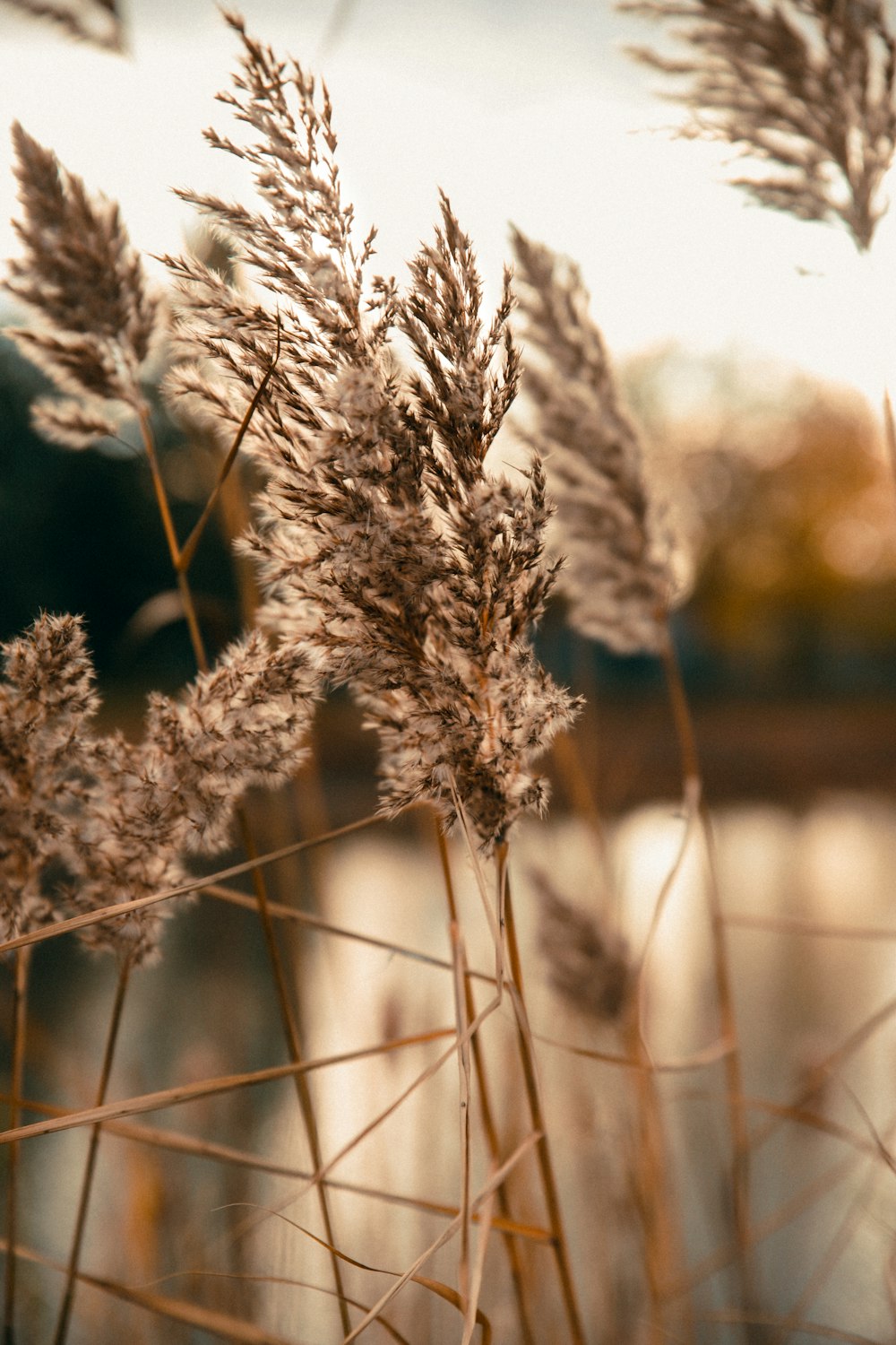 brown plant in tilt shift lens