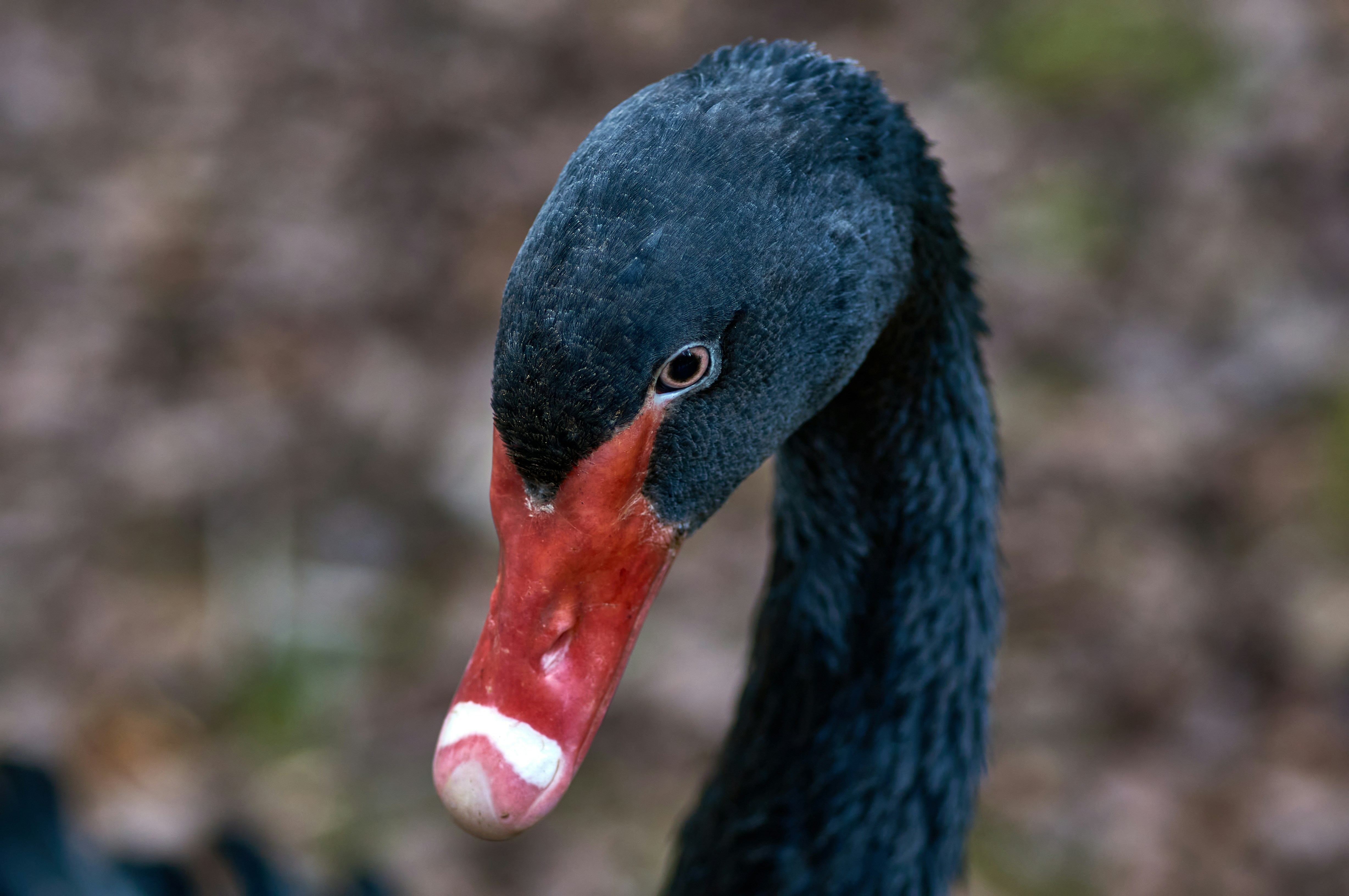 Photo by wolfgang_hasselmann