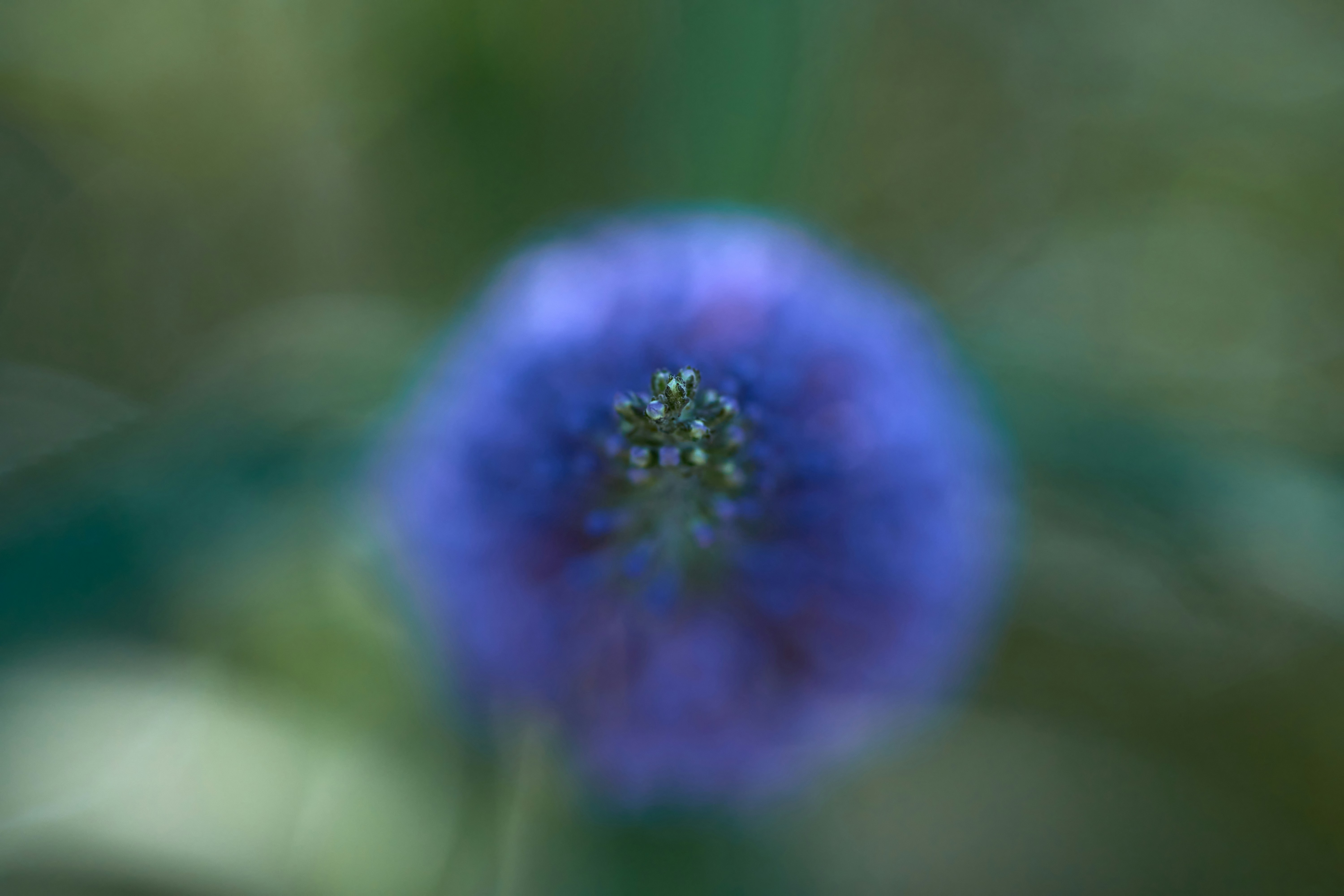 Photo by wolfgang_hasselmann