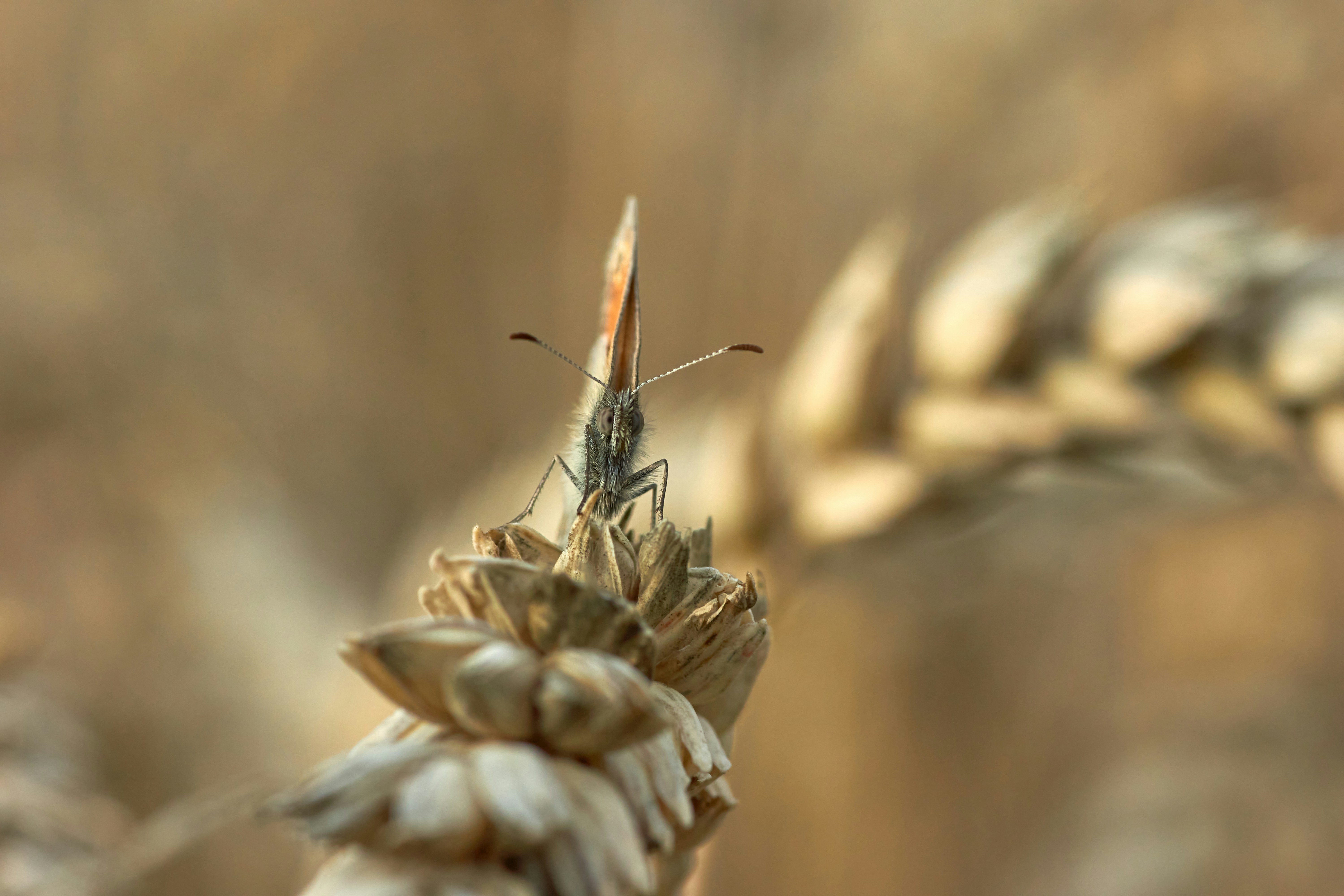 A good part of my pictures are about shallow depth of field and dreamy background  