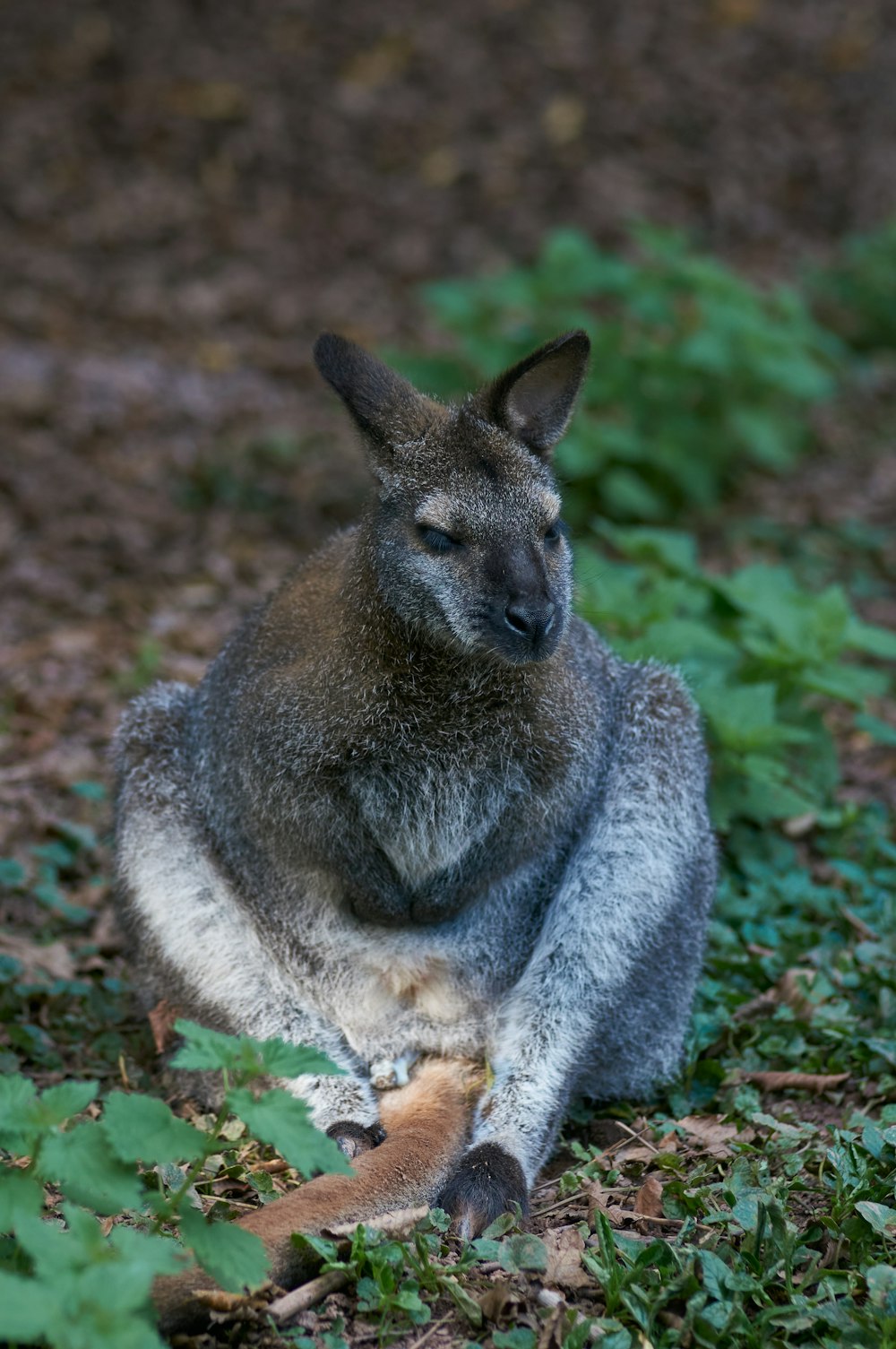 brown kangaroo on green grass during daytime