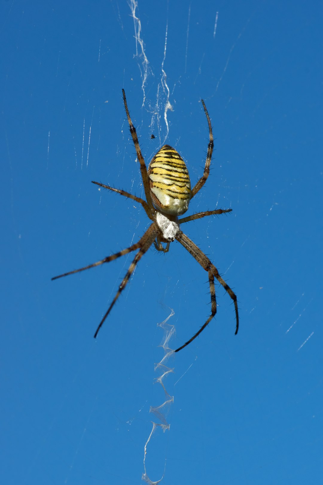 brown and white spider on web