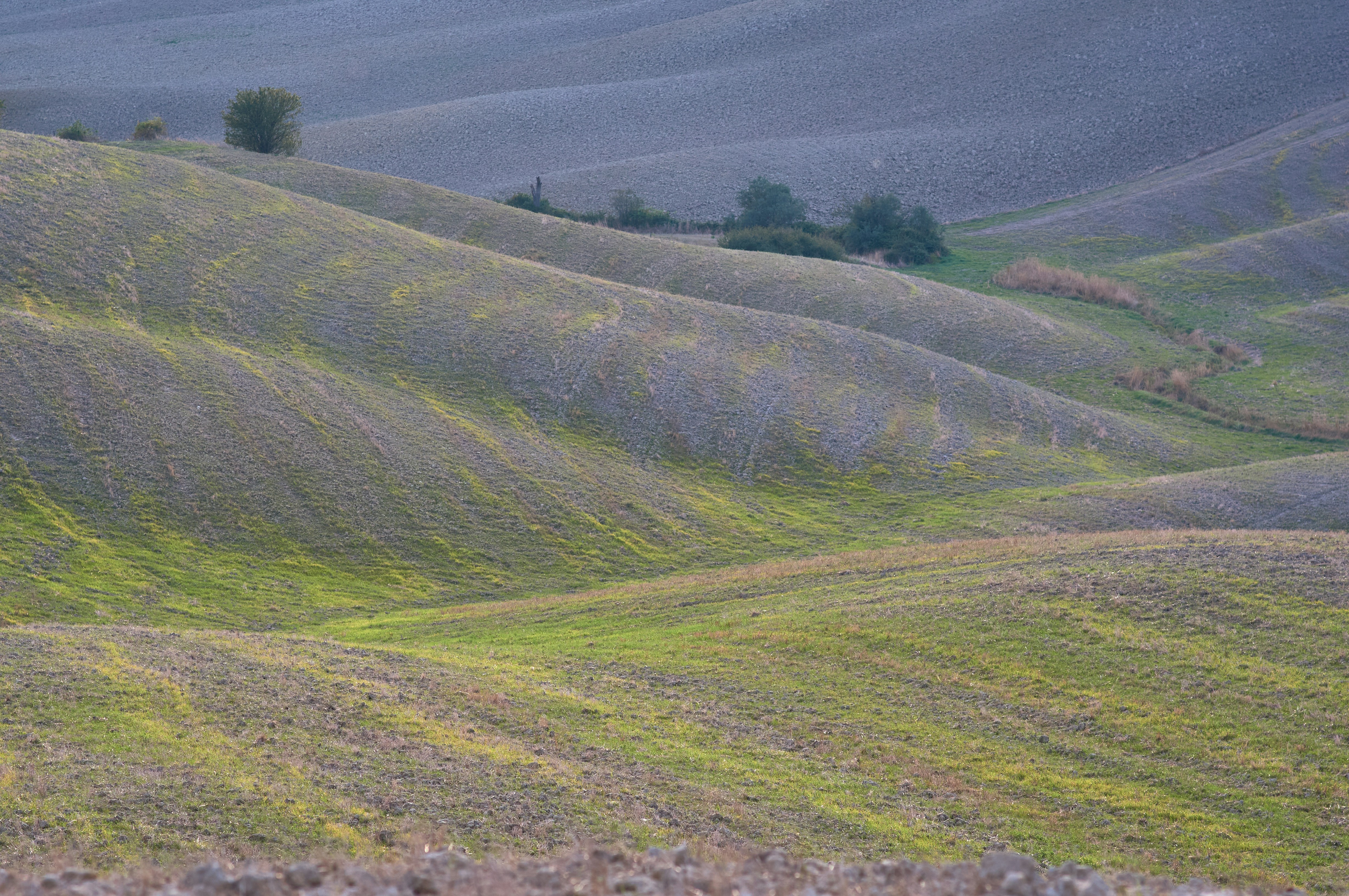 Photo by wolfgang_hasselmann