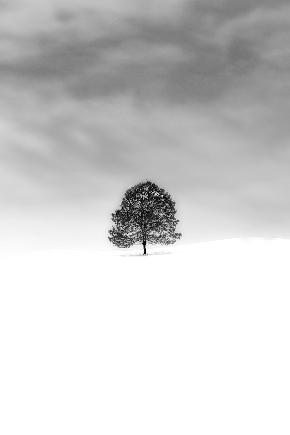 a lone tree in the middle of a snowy field