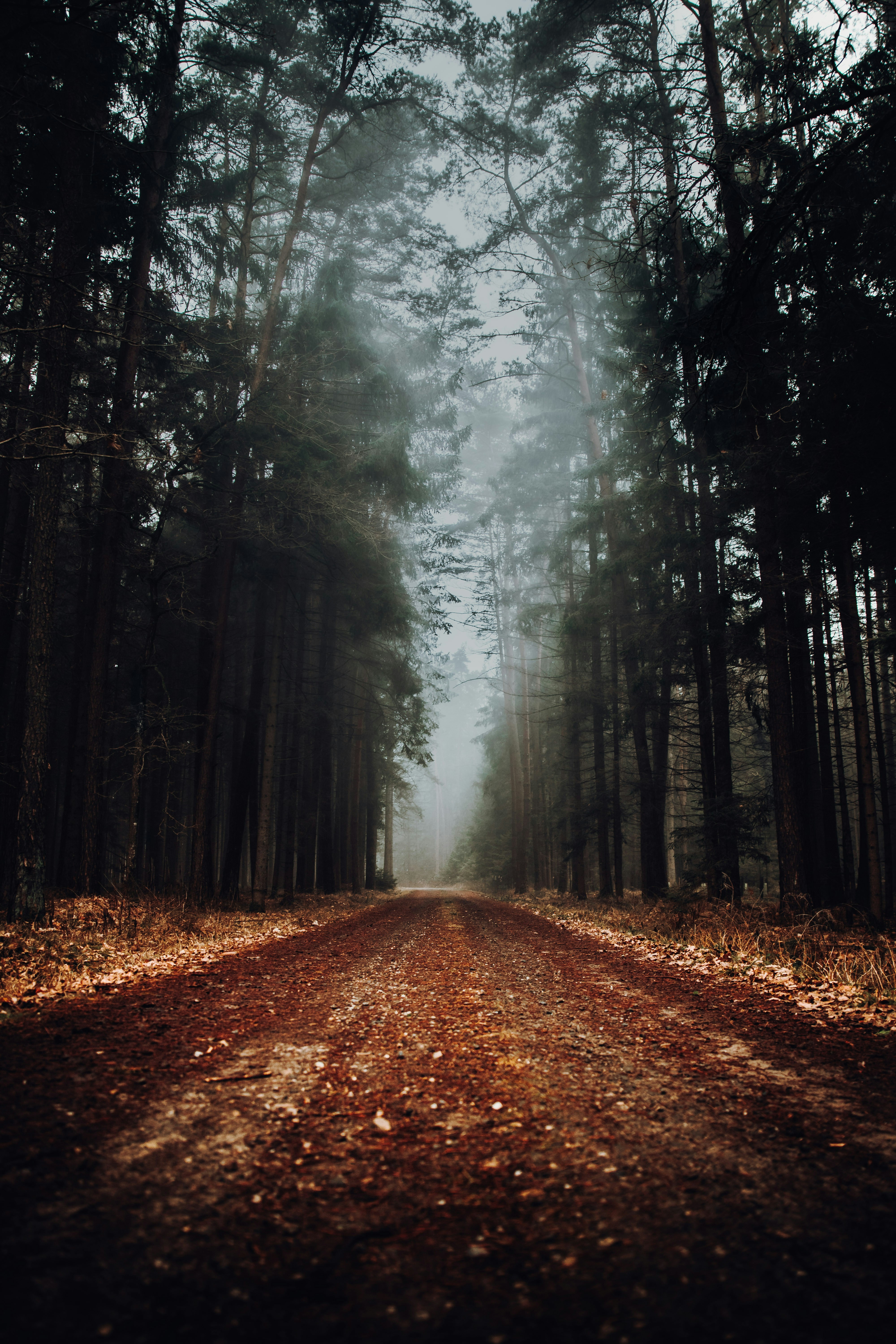 30k+ Forest Path Pictures | Download Free Images on Unsplash