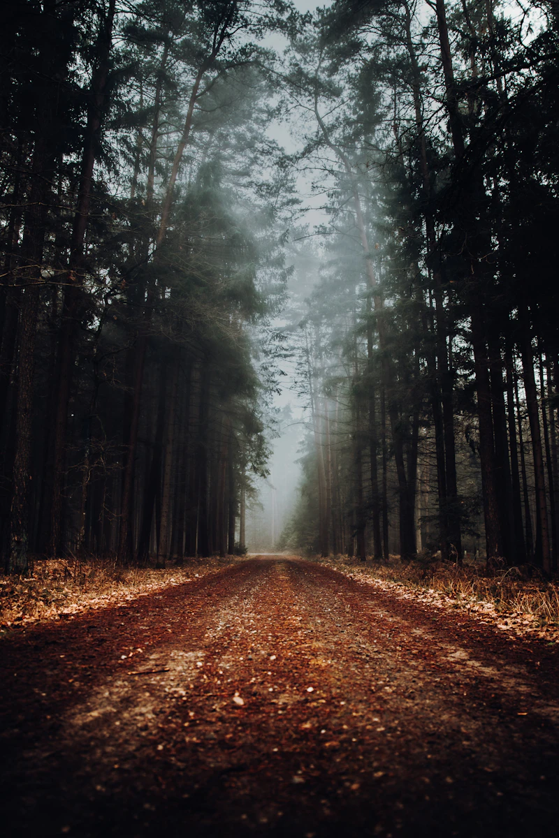 A dirt road winding through a forest, light filtering through trees in the distance.